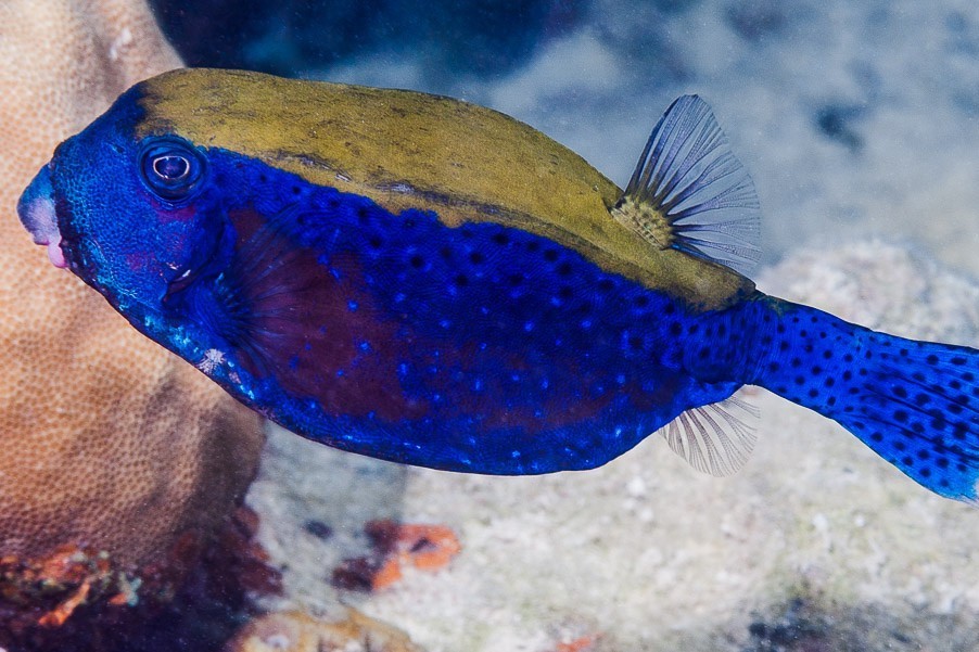 Ostracion cyanurus