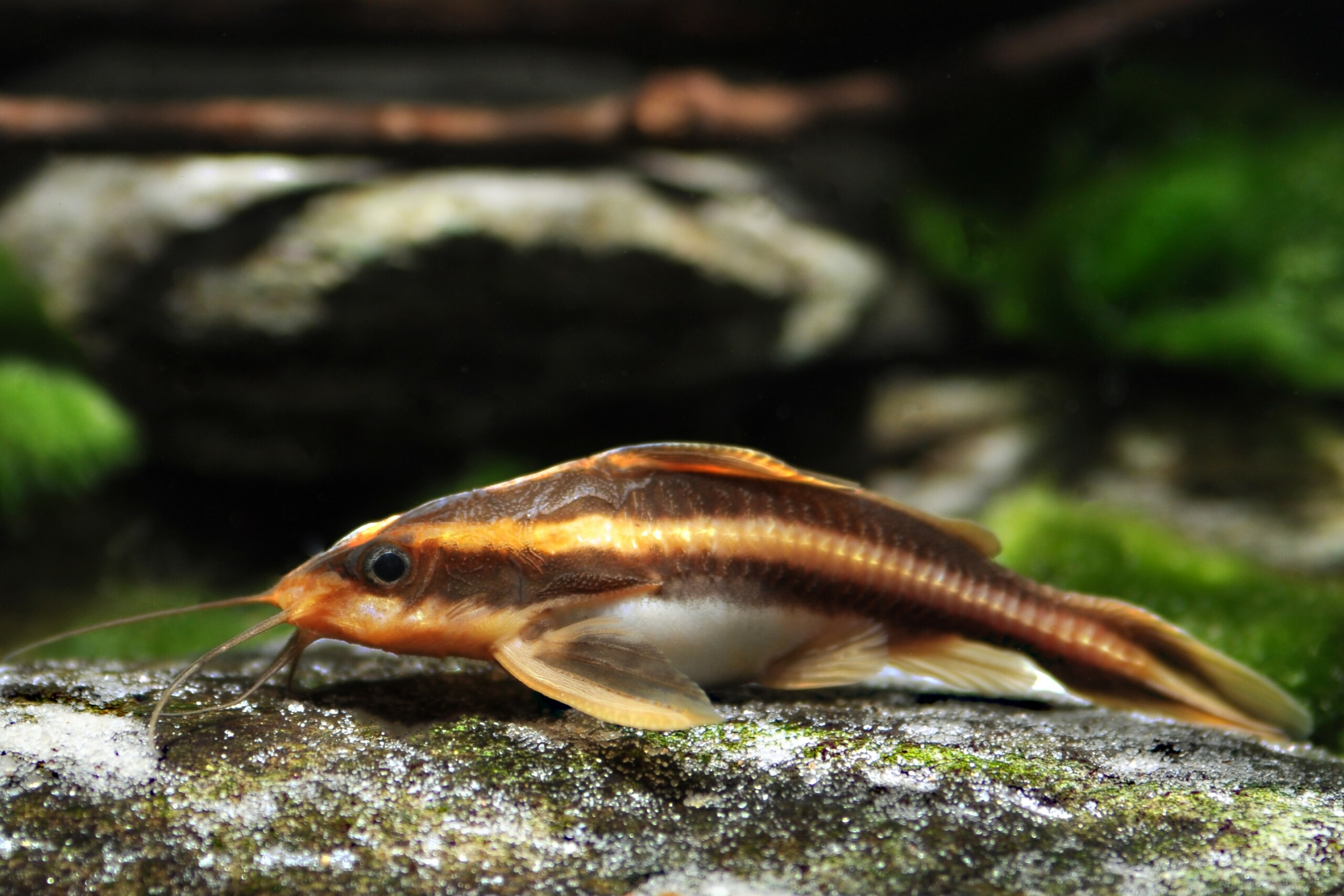 Platydoras costatus
