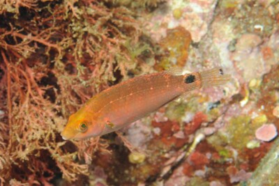 tordo rosso Labridae