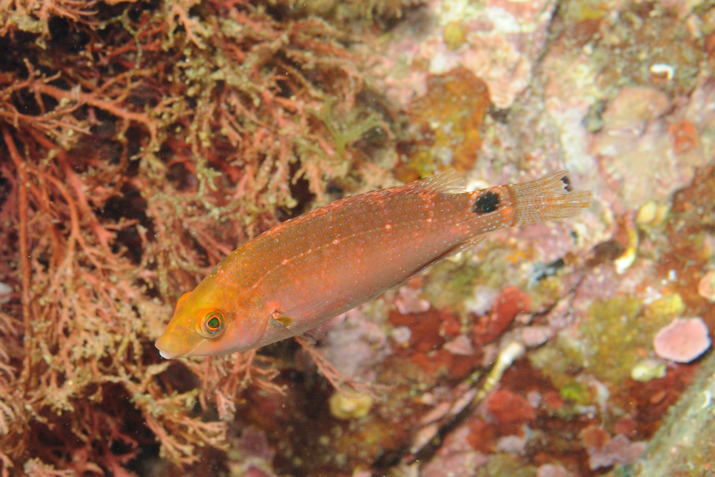 Symphodus mediterraneus