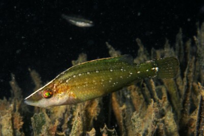 tordo musolongo Labridae