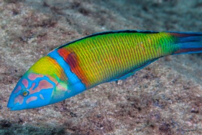 donzella pavonina Labridae
