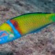 picture of Thalassoma pavo