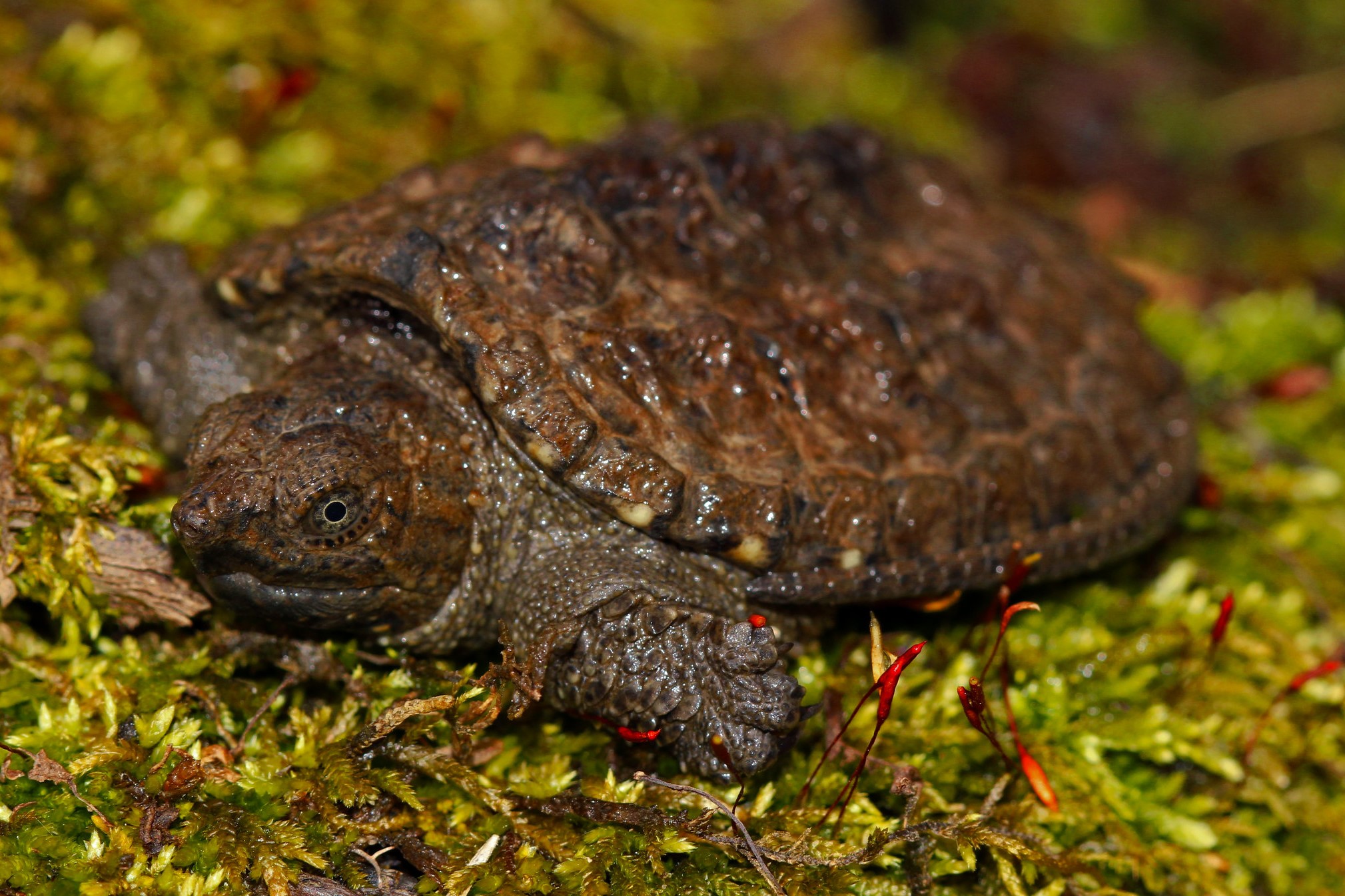 chelydra serpentina