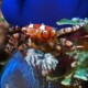 picture of Lybia tessellata