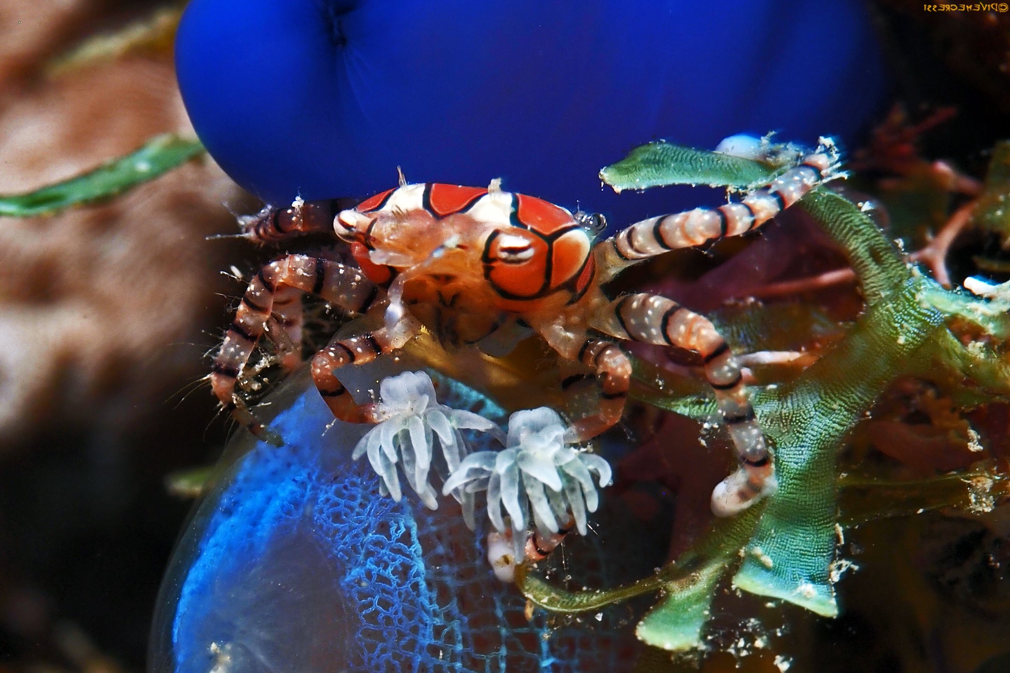 Lybia tessellata