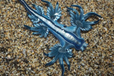 blue dragon / 	blue sea slug Glaucidae