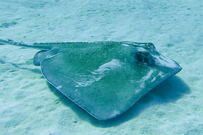 Hypanus americanus Dasyatidae