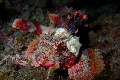 scorfanotto Scorpaenidae