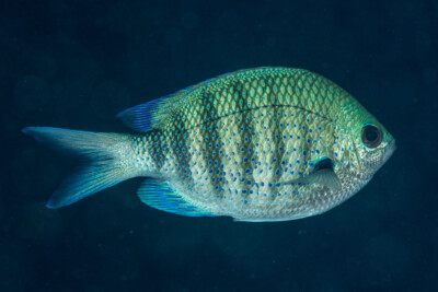 Abudefduf margariteus Pomacentridae