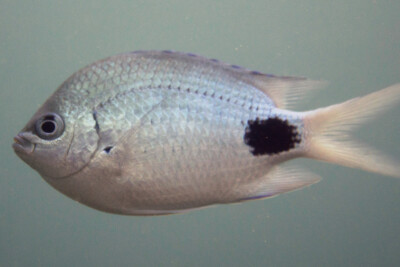 Abudefduf sparoides Pomacentridae