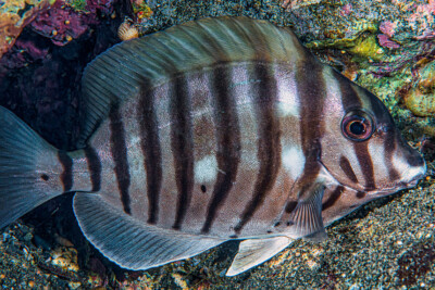 Acanthurus polyzona Acanthaceae