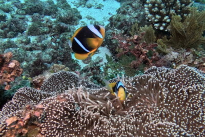 Amphiprion allardi Pomacentridae