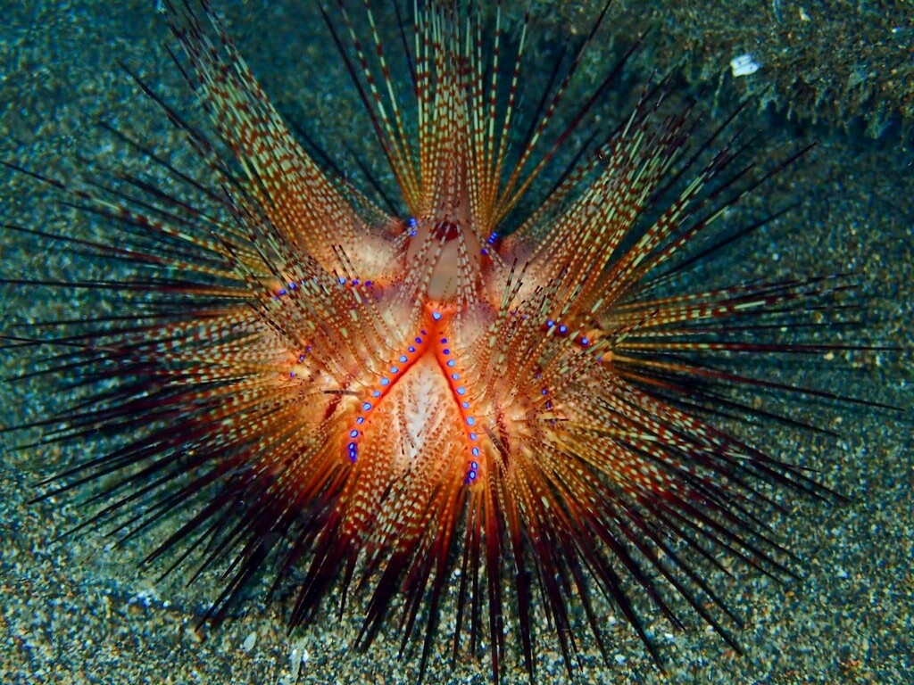 Astropyga radiata