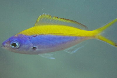 Caesio xanthonota Caesionidae