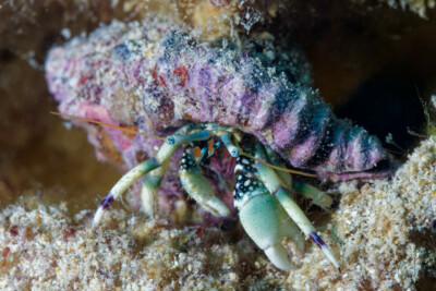 Calcinus latens Diogenidae