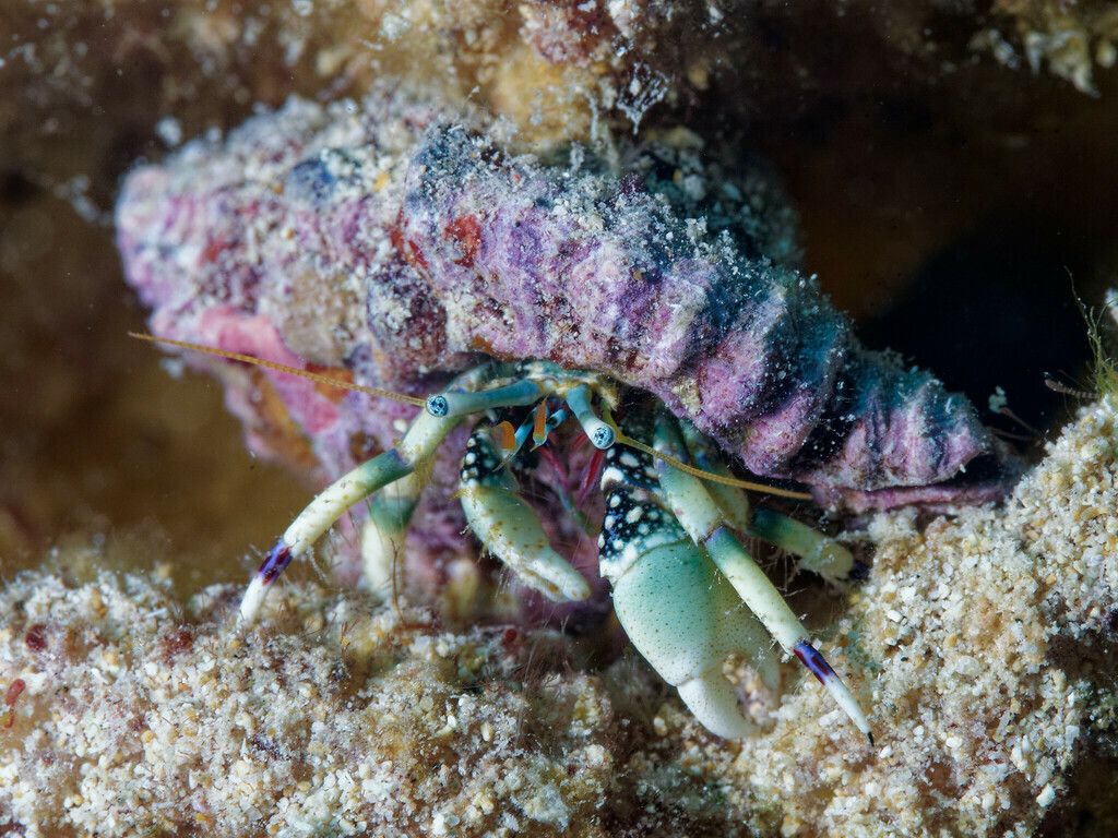 Calcinus latens