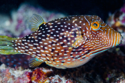 Canthigaster natalensis Tetraodontidae