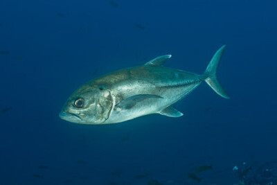 Caranx sexfasciatus Carangidae