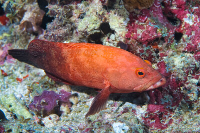 Cephalopholis nigripinnis Epinephelidae