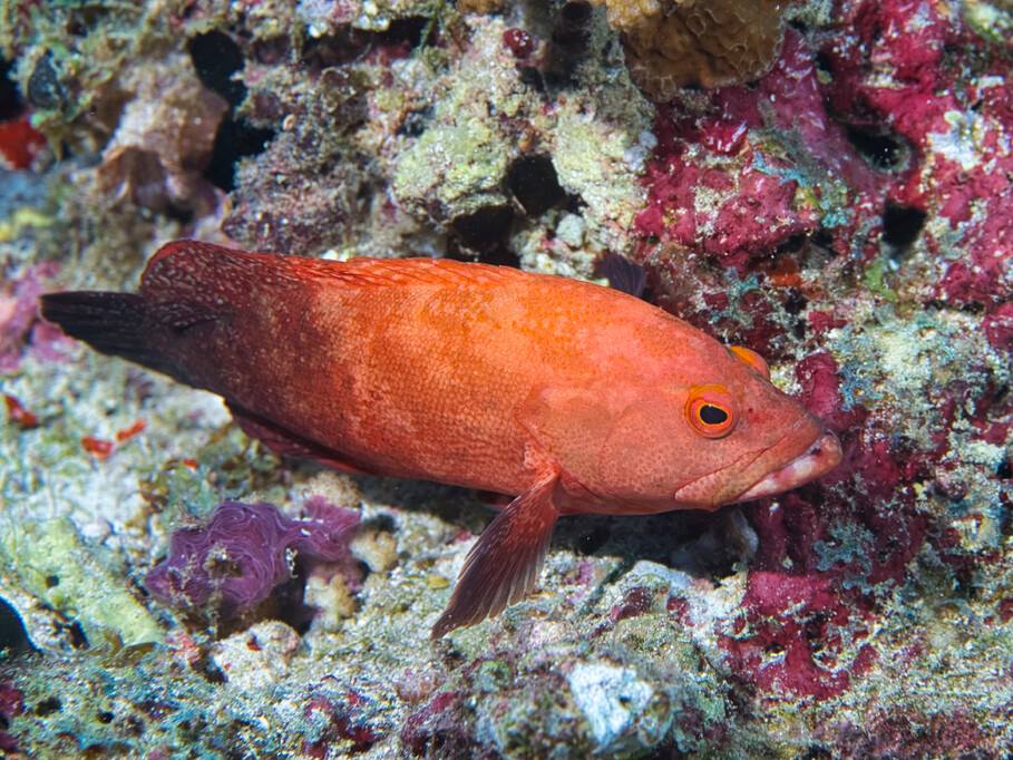 Cephalopholis nigripinnis