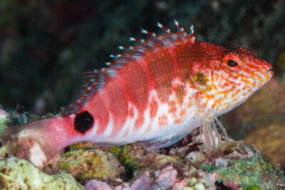 Cirrhitops mascarenensis Cirrhitidae
