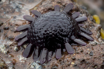 oursin casque Echinometridae