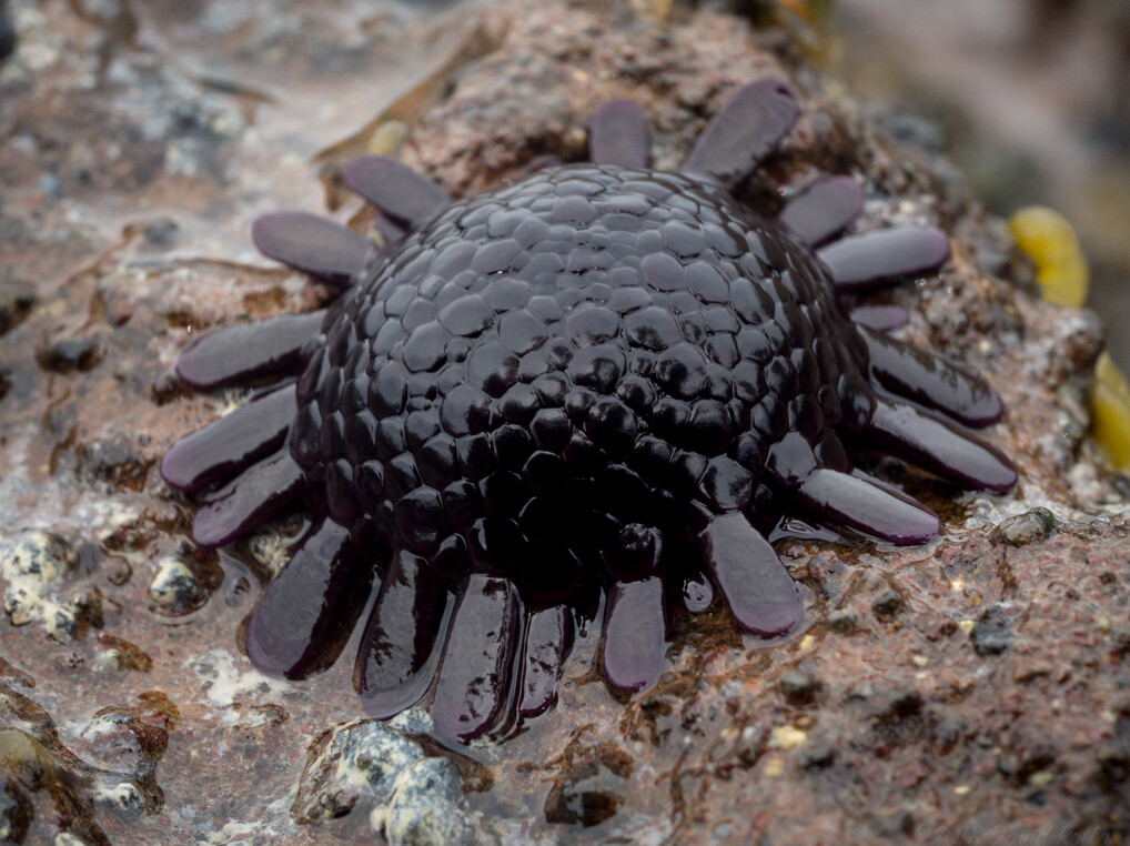 Colobocentrotus atratus