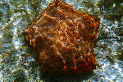 Culcita schmideliana Oreasteridae