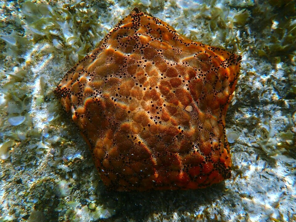 Culcita schmideliana