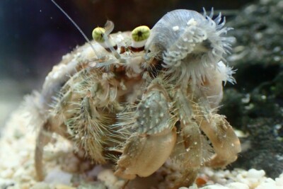Dardanus deformis Diogenidae
