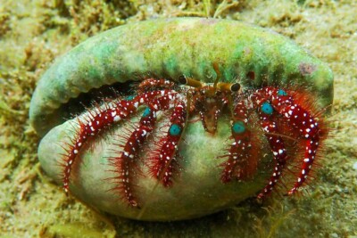 Dardanus guttatus Diogenidae
