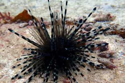 Echinothrix diadema Diadematidae