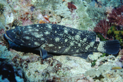 Epinephelus coeruleopunctatus Epinephelidae