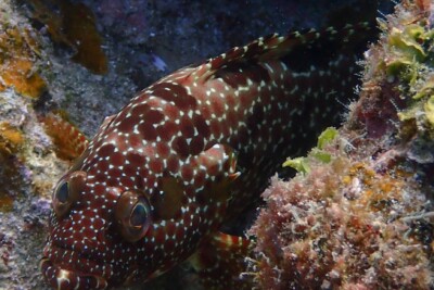 Epinephelus hexagonatus Epinephelidae