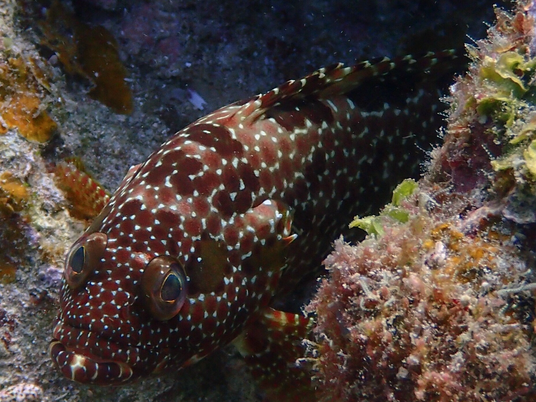 Epinephelus hexagonatus