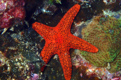 Fromia milleporella Goniasteridae