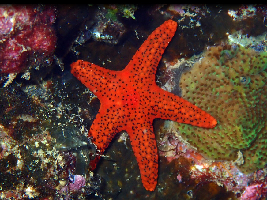 Fromia milleporella