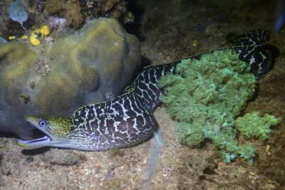 Gymnothorax undulatus Muraenidae