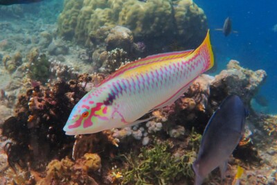 Halichoeres scapularis Labridae