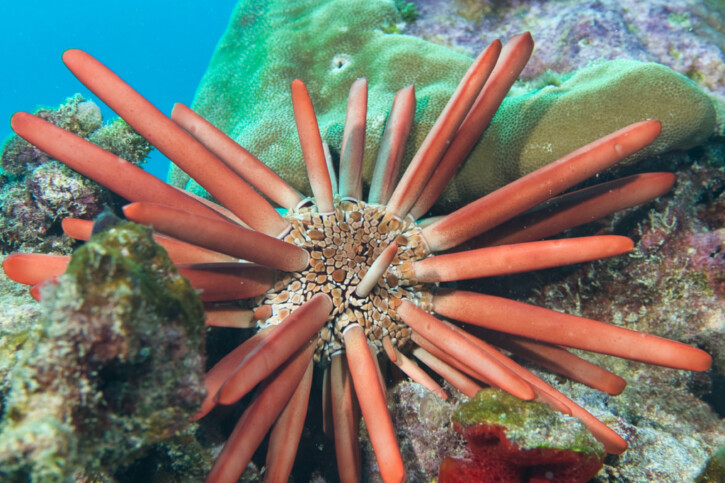 Heterocentrotus mamillatus - oursin crayon