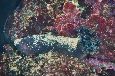 Holothurie cendrée Holothuriidae