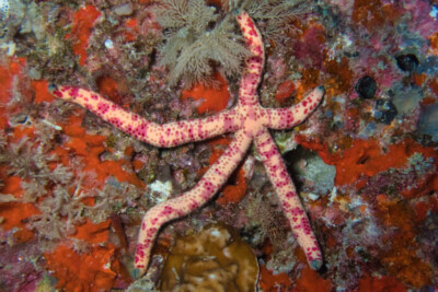 Linckia multifora Ophidiasteridae
