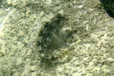Lipophrys pholis Blenniidae
