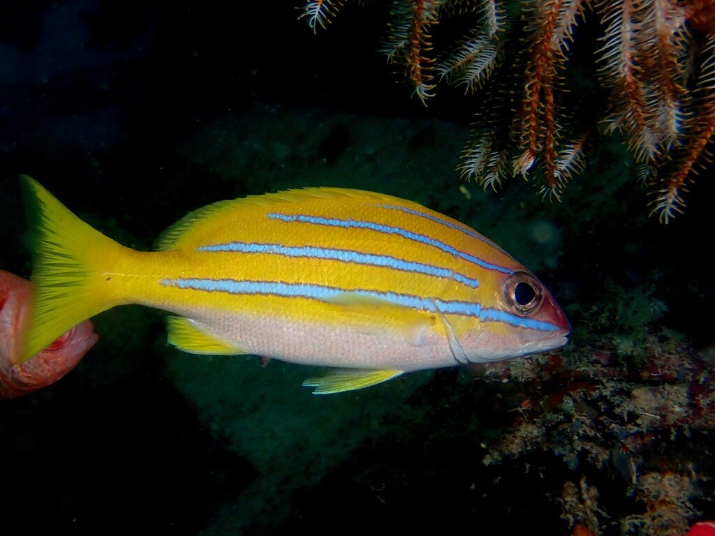 Lutjanus bengalensis
