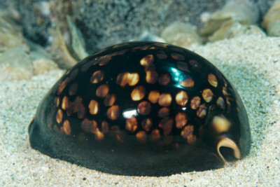 Mauritia mauritiana Cypraeidae