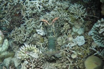 Panulirus versicolor Palinuridae