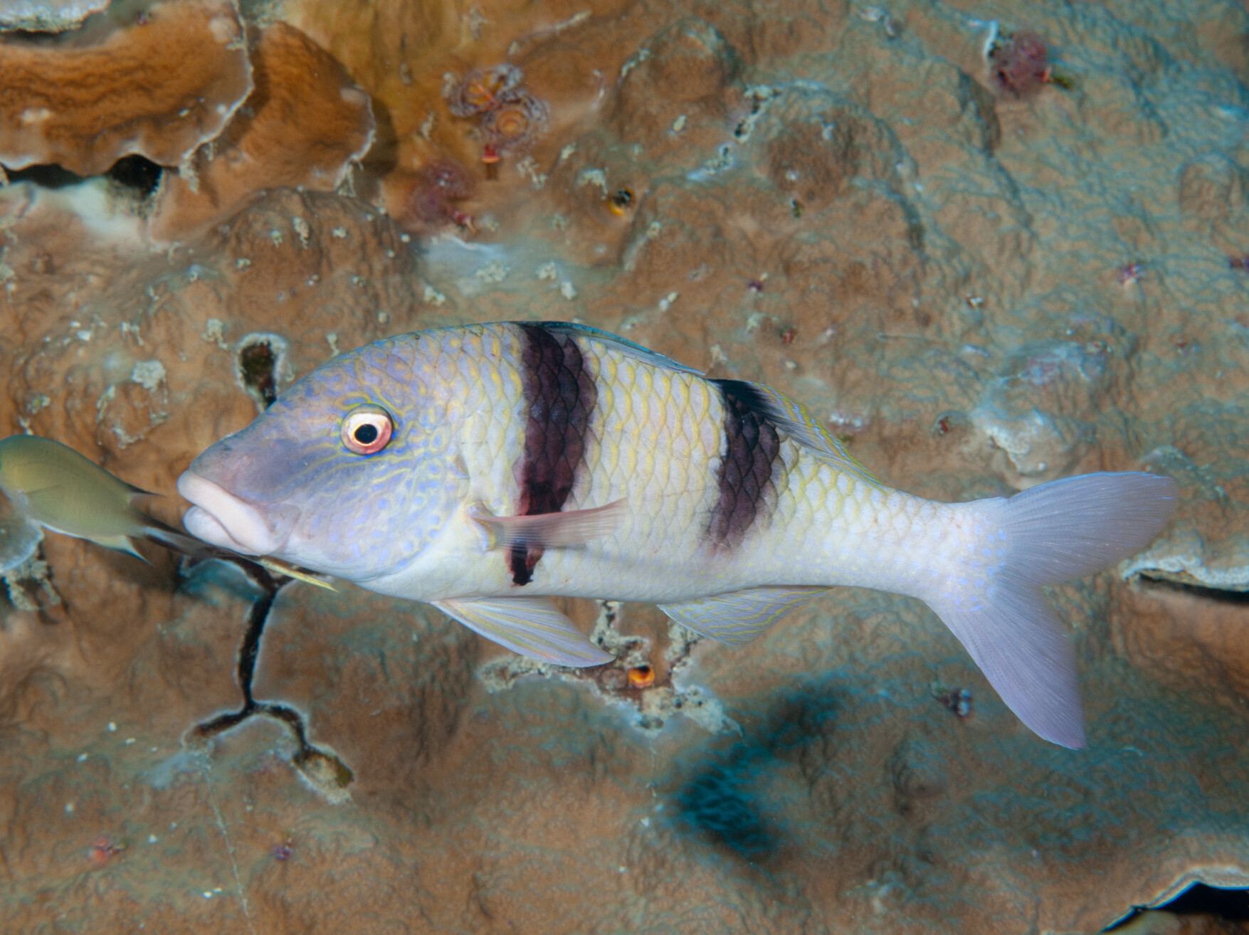 Parupeneus trifasciatus