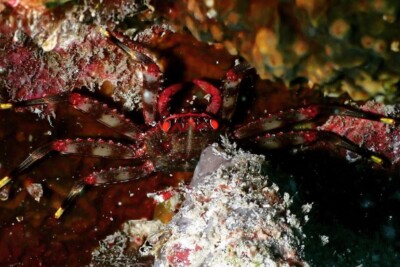 Percnon planissimum Plagusiidae