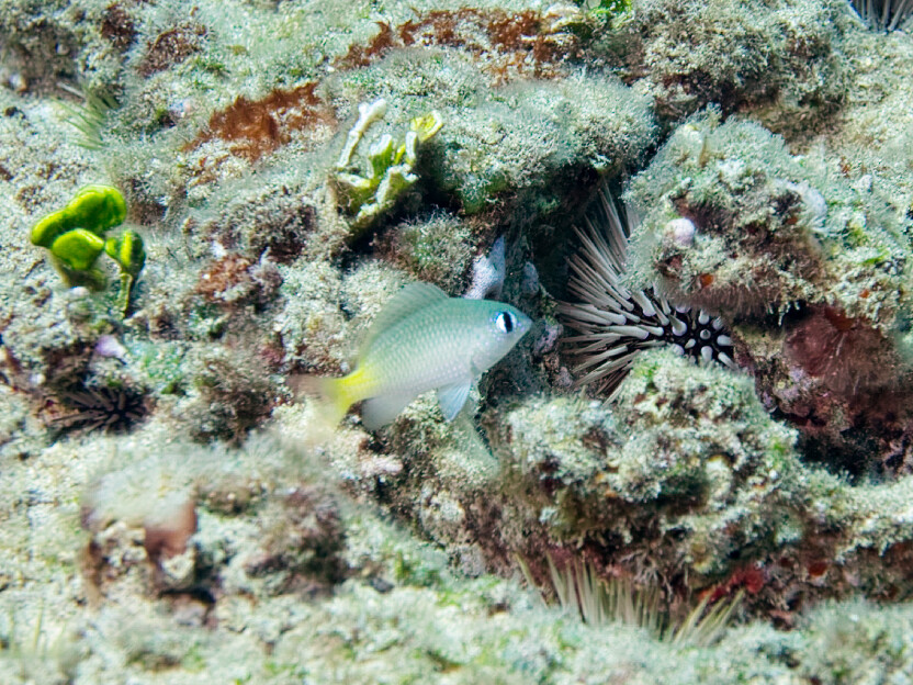 Plectroglyphidodon imparipennis